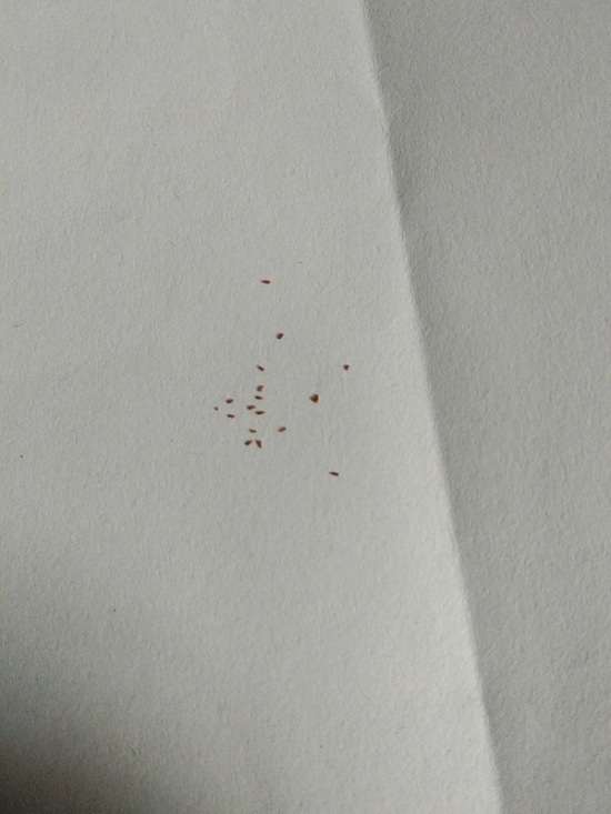 夏季尝试多肉播种的记录贴