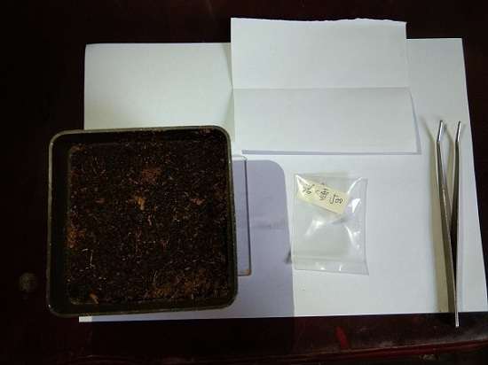 夏季尝试多肉播种的记录贴