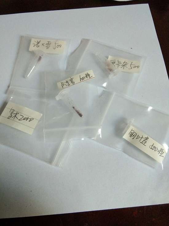 夏季尝试多肉播种的记录贴