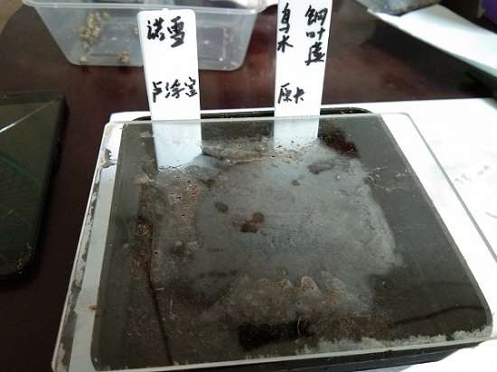 夏季尝试多肉播种的记录贴