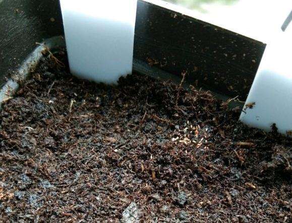 夏季尝试多肉播种的记录贴