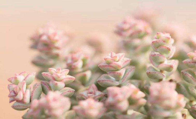 夏天海南养多肉植物