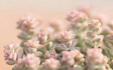 夏天海南养多肉植物 可以吗