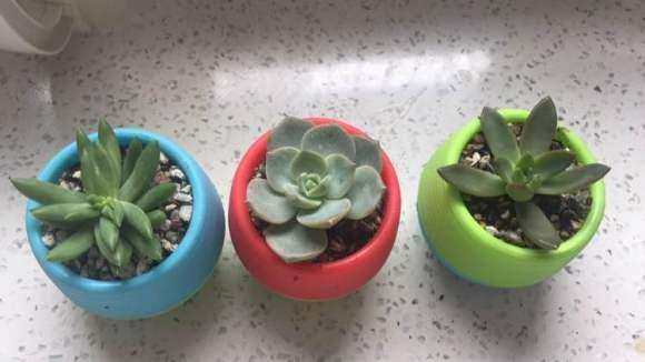 夏天多肉砍头会出事吗 怎么办