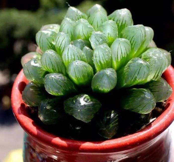 昆明的多肉 夏季什么时候遮阳