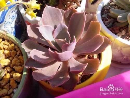 昆明的多肉 夏季什么时候遮阳