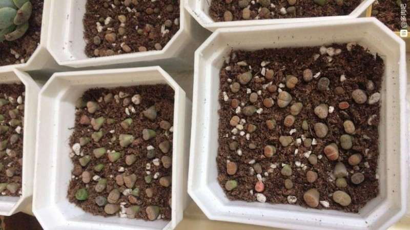 生石花多肉夏季怎么养护啊