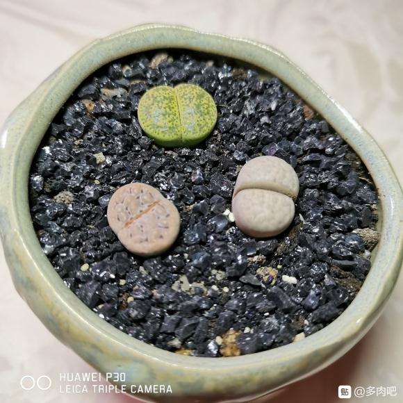 生石花多肉夏季怎么养护啊