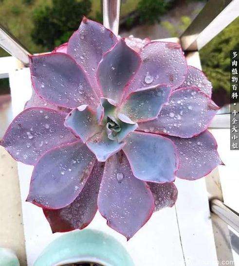 夏天用遮阳网 多肉会长徒变绿吗