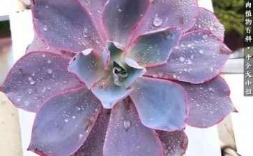 夏天用遮阳网 多肉会长徒变绿吗