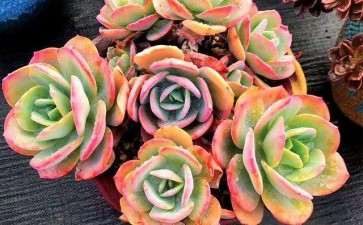 广州夏季多肉需要多久浇水一次