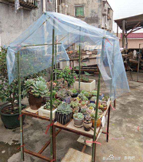 夏天怎么自制简易多肉大棚
