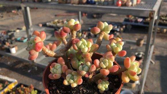 为什么养个多肉 夏天怕晒 冬天怕冬