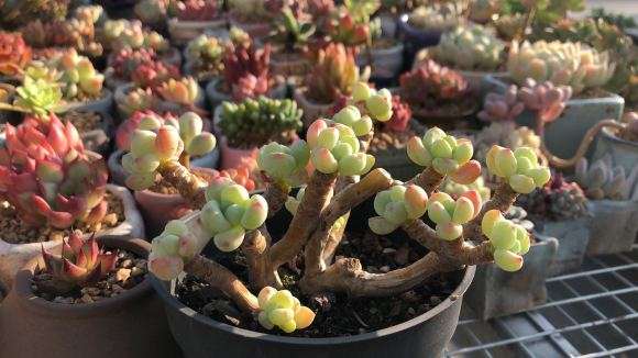 为什么养个多肉 夏天怕晒 冬天怕冬