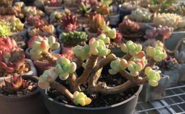 为什么养个多肉 夏天怕晒 冬天怕冬