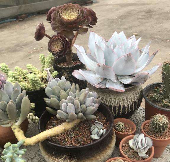 多肉在夏季休眠期怎样服盆的方法