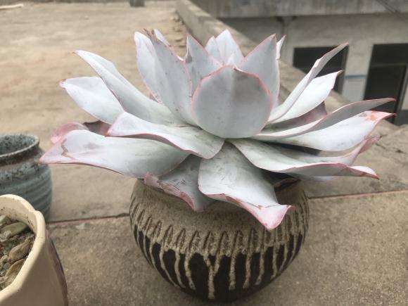 多肉在夏季休眠期怎样服盆的方法