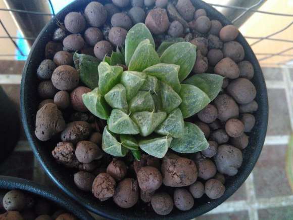 玉露夏季休眠吗 多久可以服盆