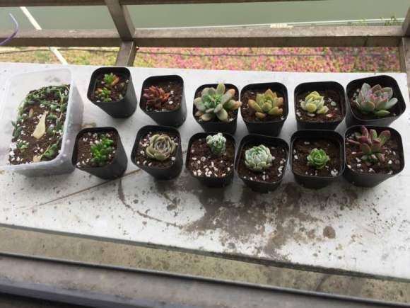 夏天多肉可以在飘窗上度夏吗