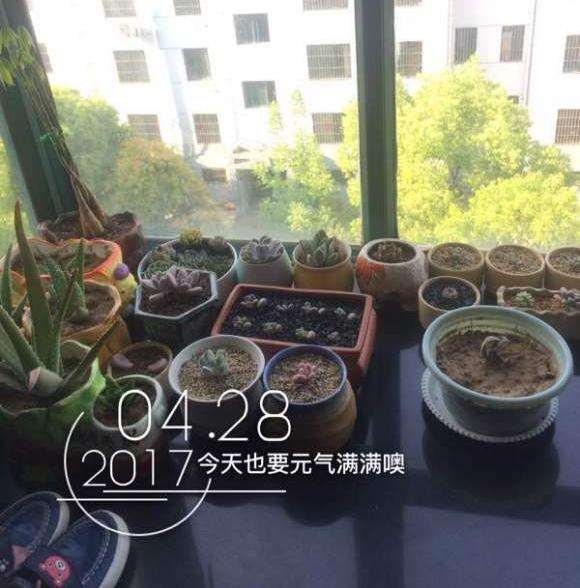 夏天多肉可以在飘窗上度夏吗