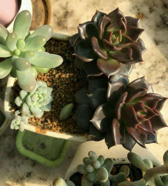 上海飘窗养老半年的多肉 可以吗 图片