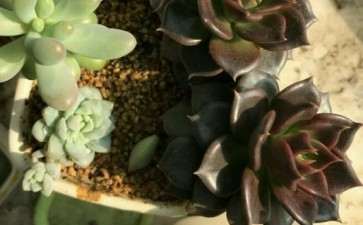 上海飘窗养老半年的多肉 可以吗 图片