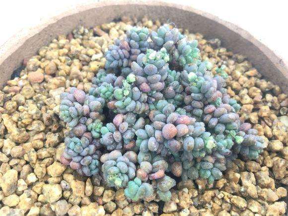 看我挑战 夏季多肉怎么上盆服盆