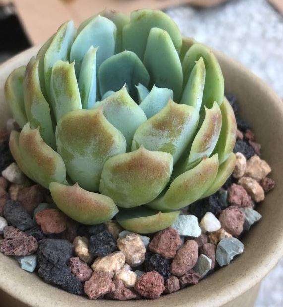 看我挑战 夏季多肉怎么上盆服盆