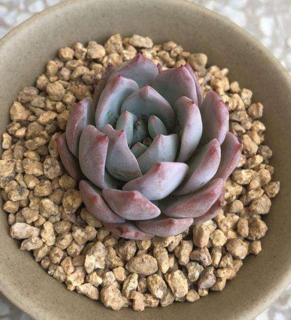 看我挑战 夏季多肉怎么上盆服盆