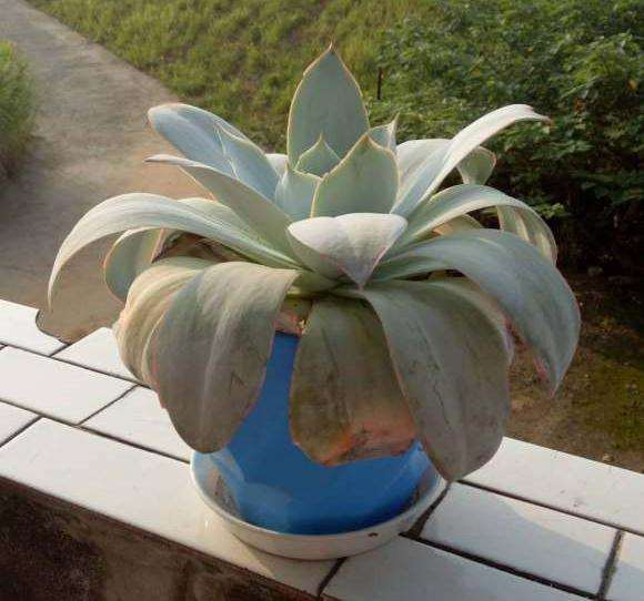 夏天广寒宫多肉是不是要浇水了