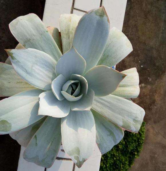 夏天广寒宫多肉是不是要浇水了