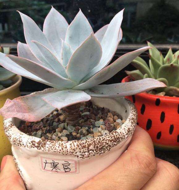 夏天广寒宫多肉是不是要浇水了