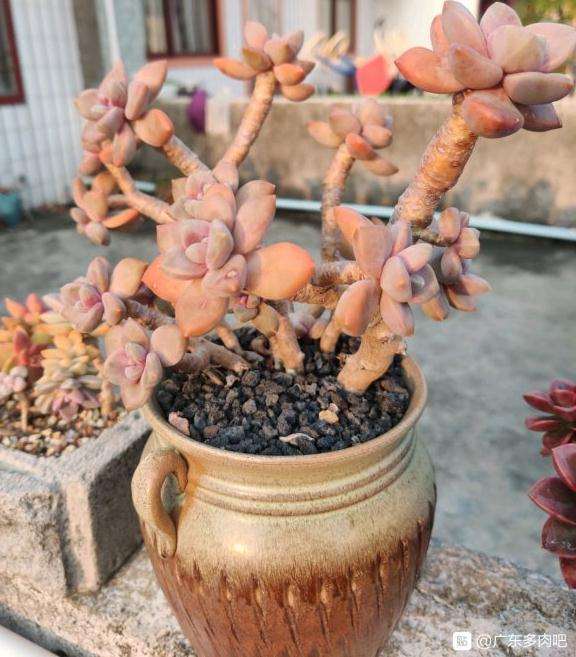 夏天广东的多肉 状态晒出来 图片