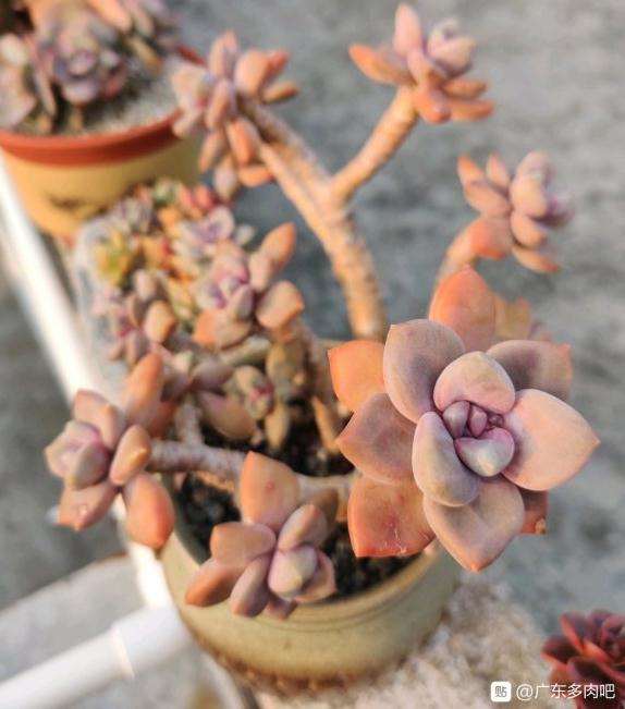 夏天广东的多肉 状态晒出来 图片