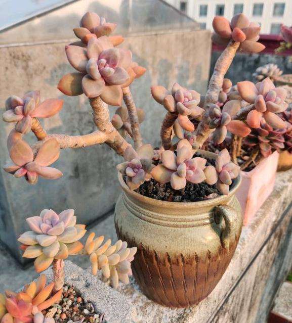 夏天广东的多肉 状态晒出来 图片