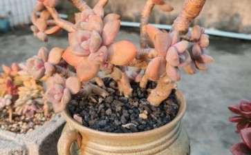 夏天广东的多肉 状态晒出来 图片