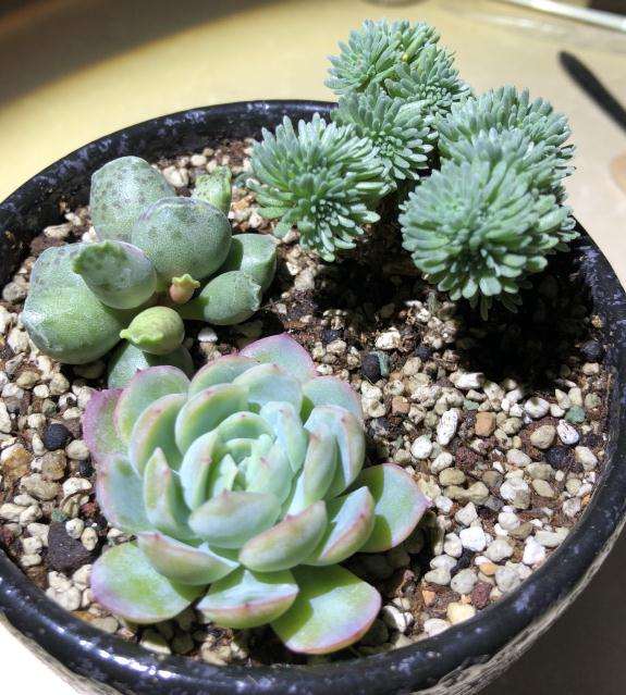 松球多肉很容易养活 但是都活不过夏天