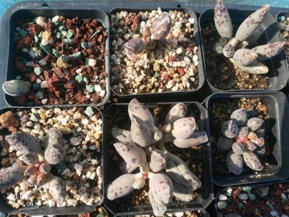 松球多肉很容易养活 但是都活不过夏天