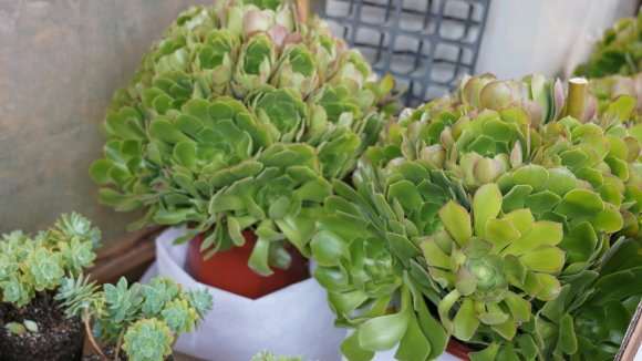 为什么多肉植物 夏天也很需要水分