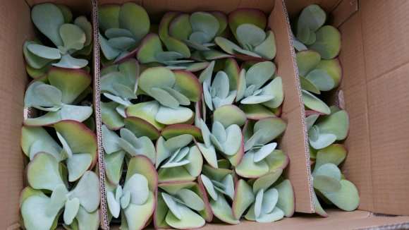 为什么多肉植物 夏天也很需要水分