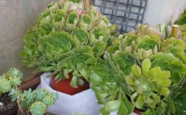 为什么多肉植物 夏天也很需要水分