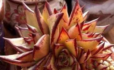 夏季高温 多肉要不要一次浇透啊