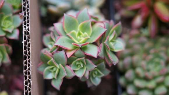 河南的夏天能露养多肉吗