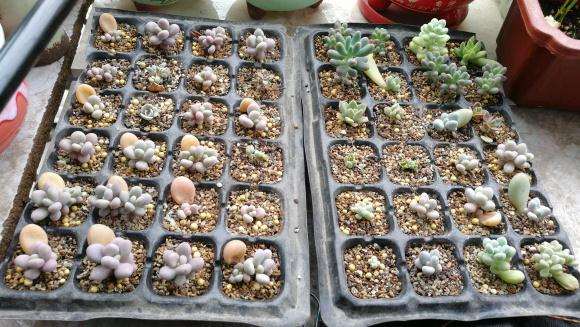 夏天来了 多肉叶插苗怎么度夏啊