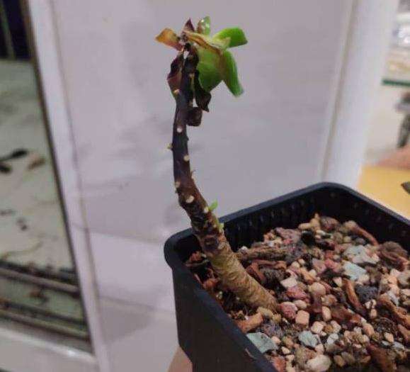 广东 夏天能活过多肉 真有那么难