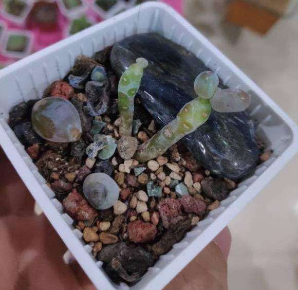 广东 夏天能活过多肉 真有那么难