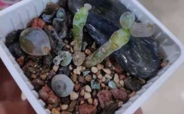 广东 夏天能活过多肉 真有那么难