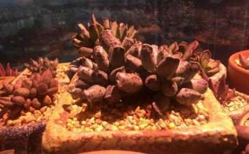 夏天多肉 你们用不用补光灯啊