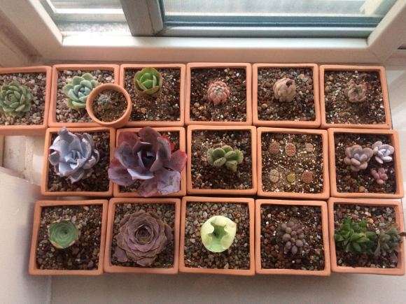 夏天多肉是吹空调 晒太阳 可以吗