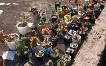 这个蝴蝶之舞怎么了 夏天剩下的多肉